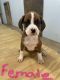 Boxer Puppies for sale in Russell Springs, KY 42642, USA. price: $700