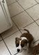 Boxer Puppies for sale in Cottonwood Ave, Moreno Valley, CA, USA. price: $400