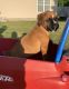 Boxer Puppies for sale in Flat Rock, AL 35966, USA. price: $1,200