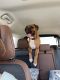 Boxer Puppies for sale in Baird, TX, USA. price: NA