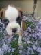 Boxer Puppies for sale in Grabill, IN 46741, USA. price: $800