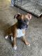 Boxer Puppies for sale in Davison, MI 48423, USA. price: $500