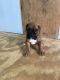 Boxer Puppies for sale in Russell Springs, KY 42642, USA. price: $1,000