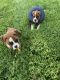 Boxer Puppies for sale in Johnson City, TN, USA. price: $100