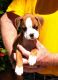 Boxer Puppies for sale in Cupertino, CA, USA. price: NA