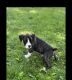 Boxer Puppies for sale in Marysville, OH 43040, USA. price: NA