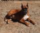 Boxer Puppies for sale in Wayland, MI 49348, USA. price: NA