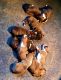 Boxer Puppies for sale in Wayland, MI 49348, USA. price: $1,200