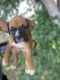 Boxer Puppies for sale in Floresville, TX 78114, USA. price: $500