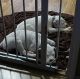 Boxer Puppies for sale in Watertown, NY 13601, USA. price: NA