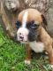 Boxer Puppies for sale in Wheatfield, IN 46392, USA. price: $900