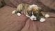 Boxer Puppies for sale in Turlock, CA 95380, USA. price: $750