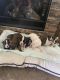 Boxer Puppies for sale in Battle Ground, WA, USA. price: NA