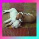 Boxer Puppies for sale in Narsingi, Telangana, India. price: NA