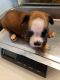 Boxer Puppies for sale in Fort Worth, TX, USA. price: NA