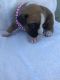 Boxer Puppies for sale in Grabill, IN 46741, USA. price: NA
