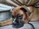 Boxer Puppies for sale in Adams, MA, USA. price: $800
