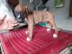 Boxer Puppies for sale in Sumerpur, Rajasthan, India. price: 23000 INR