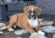 Boxer Puppies for sale in Denver, CO 80202, USA. price: $1,025