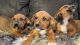 Boxer Puppies for sale in Commerce City, CO, USA. price: $650