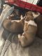 Boxer Puppies for sale in Newport, TN 37821, USA. price: NA