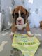 Boxer Puppies for sale in Powder Springs, GA, USA. price: NA
