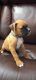 Boxer Puppies for sale in Modesto, CA, USA. price: $1,000