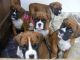 Boxer Puppies for sale in Hyderabad, Telangana, India. price: 2 INR
