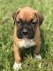 Boxer Puppies for sale in Scottsville, VA 24590, USA. price: NA