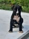 Boxer Puppies for sale in Jackson, TN, USA. price: NA