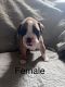 Boxer Puppies for sale in St David, AZ 85630, USA. price: NA