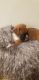 Boxer Puppies for sale in Derby, CT, USA. price: NA