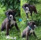 Boxer Puppies for sale in Greenwood, IN, USA. price: NA