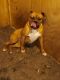 Boxer Puppies for sale in Onalaska, WI 54650, USA. price: NA