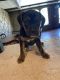 Boxer Puppies for sale in Pittsburgh, PA, USA. price: $200