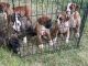 Boxer Puppies for sale in 302 Francis St, Bakersfield, CA 93308, USA. price: $300