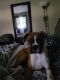 Boxer Puppies for sale in Mount Joy, PA 17552, USA. price: $800