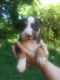 Boxer Puppies for sale in Connelly Springs, NC 28612, USA. price: NA