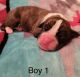 Boxer Puppies for sale in Broken Arrow, OK, USA. price: $1,100