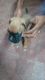 Boxer Puppies for sale in South Goa, Goa, India. price: 15000 INR
