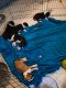 Boxer Puppies for sale in Melbourne, FL, USA. price: NA