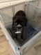 Boxer Puppies for sale in Brentwood, CA 94513, USA. price: NA