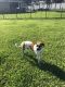 Boxer Puppies for sale in St. Augustine, FL 32092, USA. price: NA