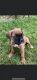 Boxer Puppies for sale in Inwood, WV, USA. price: NA