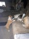 Boxer Puppies for sale in Banks, OR 97106, USA. price: NA