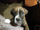 Boxer Puppies for sale in Enid, OK, USA. price: NA