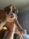 Boxer Puppies for sale in Hanford, CA 93230, USA. price: $400