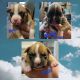 Boxer Puppies for sale in Coal Creek, CO 81221, USA. price: NA