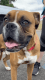 Boxer Puppies for sale in Brooks, OR, USA. price: $2,000