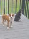 Boxer Puppies for sale in Wisconsin Dells, WI, USA. price: NA